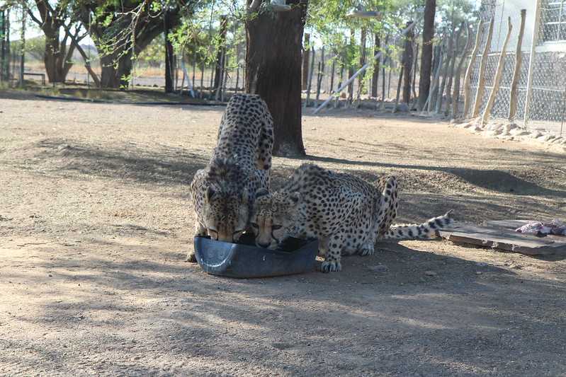 Южно-африканские приключения часть 2 20000 км (Намибия, Ботсвана, Замбия, Малави, Мозамбик) октябрь-декабрь 2025