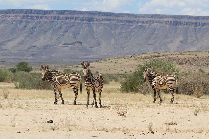 Южно-африканские приключения часть 2 20000 км (Намибия, Ботсвана, Замбия, Малави, Мозамбик) октябрь-декабрь 2025