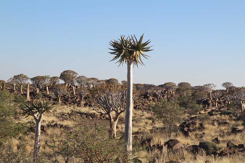 Южно-африканские приключения часть 2 20000 км (Намибия, Ботсвана, Замбия, Малави, Мозамбик) октябрь-декабрь 2025