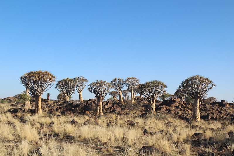 Южно-африканские приключения часть 2 20000 км (Намибия, Ботсвана, Замбия, Малави, Мозамбик) октябрь-декабрь 2025