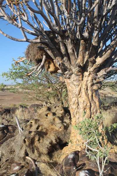 Южно-африканские приключения часть 2 20000 км (Намибия, Ботсвана, Замбия, Малави, Мозамбик) октябрь-декабрь 2025