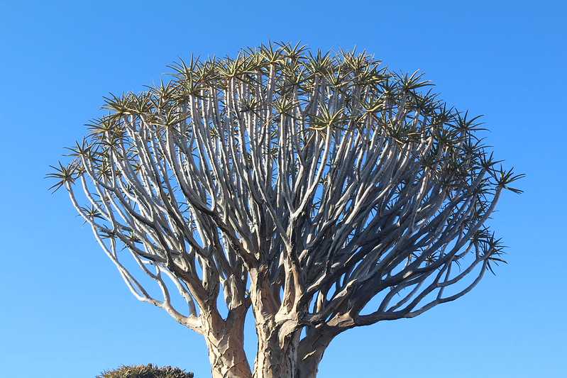 Южно-африканские приключения часть 2 20000 км (Намибия, Ботсвана, Замбия, Малави, Мозамбик) октябрь-декабрь 2025