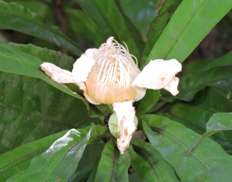 Колумбия, в натуре! Амазонка и другие регионы Колумбии, 2025