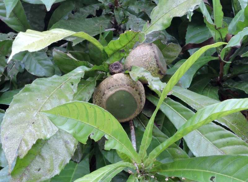 Колумбия, в натуре! Амазонка и другие регионы Колумбии, 2025