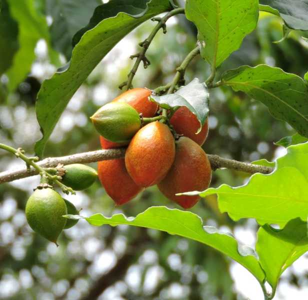 Колумбия, в натуре! Амазонка и другие регионы Колумбии, 2025