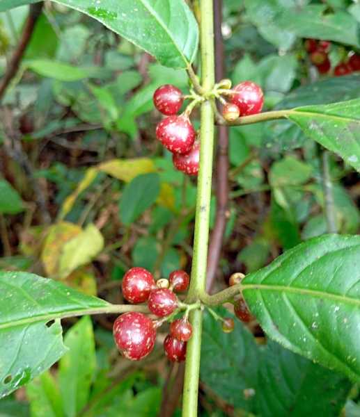 Колумбия, в натуре! Амазонка и другие регионы Колумбии, 2025