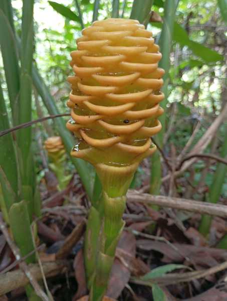 Колумбия, в натуре! Амазонка и другие регионы Колумбии, 2025