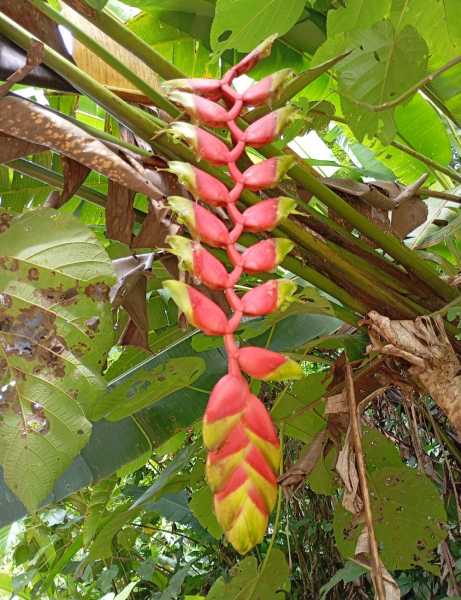 Колумбия, в натуре! Амазонка и другие регионы Колумбии, 2025