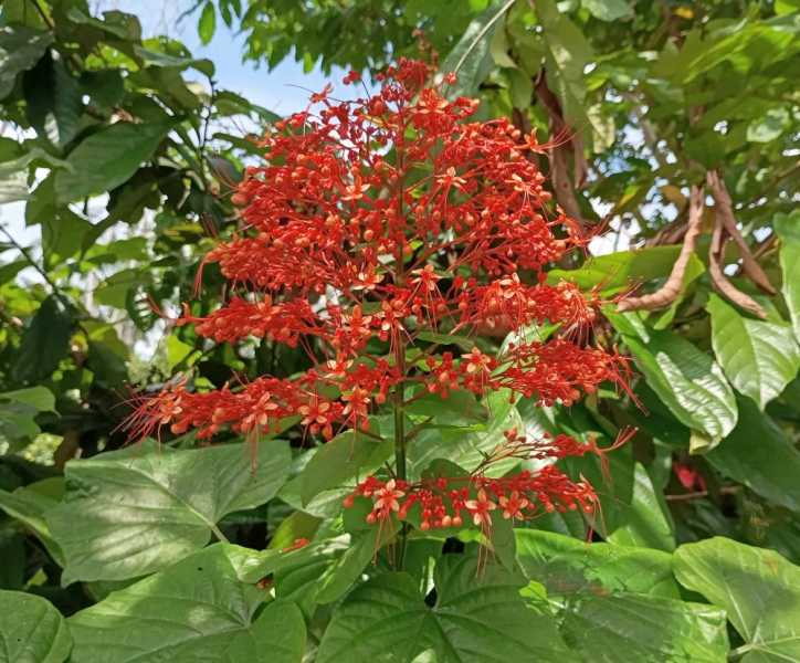 Колумбия, в натуре! Амазонка и другие регионы Колумбии, 2025