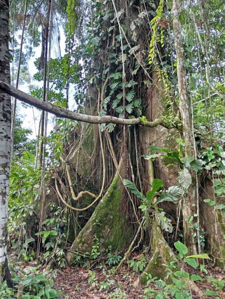 Колумбия, в натуре! Амазонка и другие регионы Колумбии, 2025