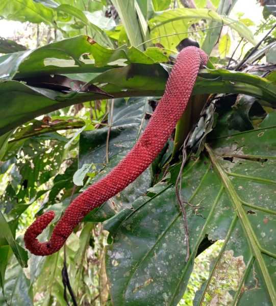 Колумбия, в натуре! Амазонка и другие регионы Колумбии, 2025