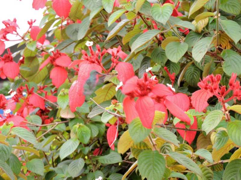 Колумбия, в натуре! Амазонка и другие регионы Колумбии, 2025