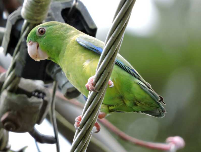 Колумбия, в натуре! Амазонка и другие регионы Колумбии, 2025