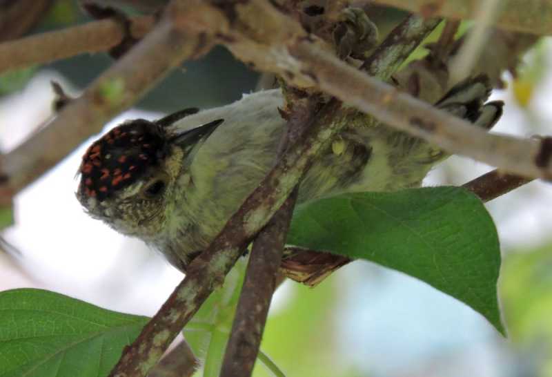 Колумбия, в натуре! Амазонка и другие регионы Колумбии, 2025