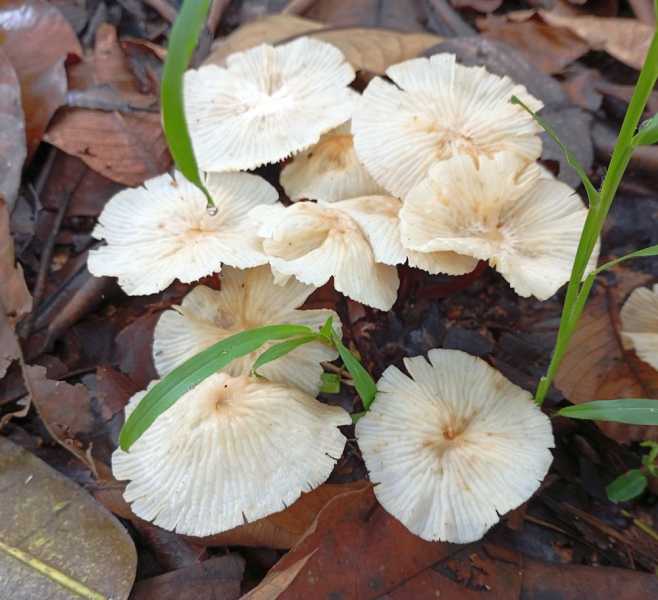 Колумбия, в натуре! Амазонка и другие регионы Колумбии, 2025