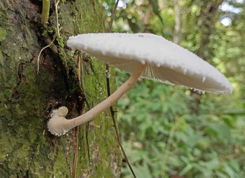 Колумбия, в натуре! Амазонка и другие регионы Колумбии, 2025