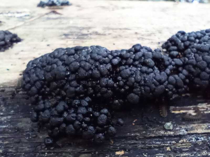 Колумбия, в натуре! Амазонка и другие регионы Колумбии, 2025