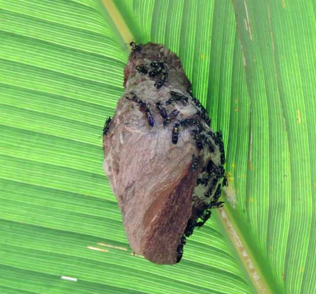 Колумбия, в натуре! Амазонка и другие регионы Колумбии, 2025