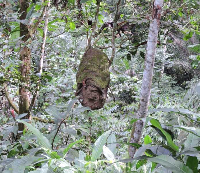 Колумбия, в натуре! Амазонка и другие регионы Колумбии, 2025