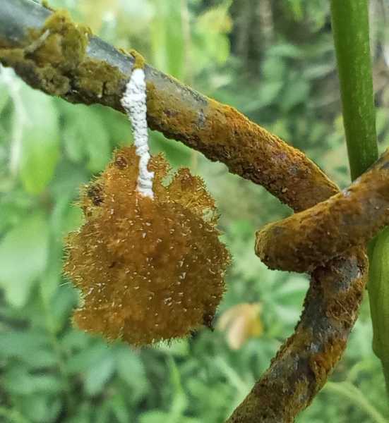 Колумбия, в натуре! Амазонка и другие регионы Колумбии, 2025