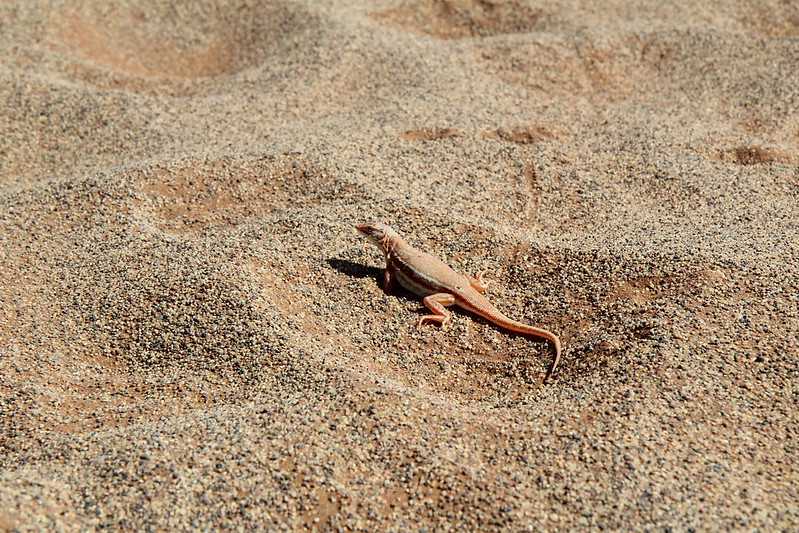 Южно-африканские приключения часть 2 20000 км (Намибия, Ботсвана, Замбия, Малави, Мозамбик) октябрь-декабрь 2025