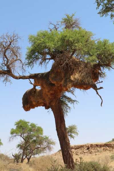 Южно-африканские приключения часть 2 20000 км (Намибия, Ботсвана, Замбия, Малави, Мозамбик) октябрь-декабрь 2025