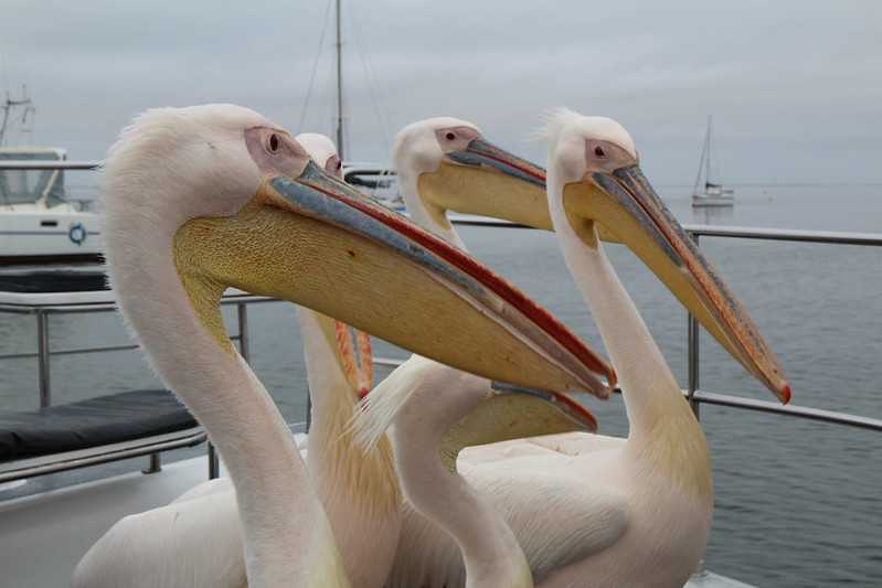 Южно-африканские приключения часть 2 20000 км (Намибия, Ботсвана, Замбия, Малави, Мозамбик) октябрь-декабрь 2025