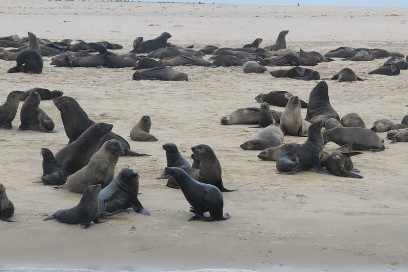 Южно-африканские приключения часть 2 20000 км (Намибия, Ботсвана, Замбия, Малави, Мозамбик) октябрь-декабрь 2025