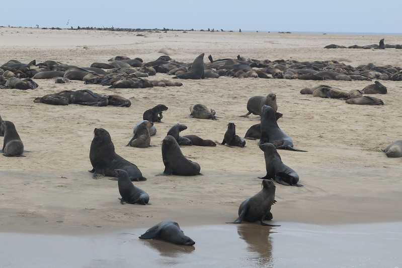 Южно-африканские приключения часть 2 20000 км (Намибия, Ботсвана, Замбия, Малави, Мозамбик) октябрь-декабрь 2025