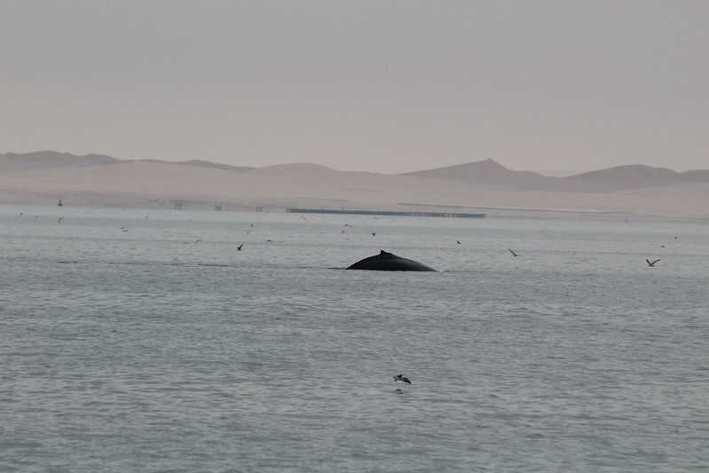 Южно-африканские приключения часть 2 20000 км (Намибия, Ботсвана, Замбия, Малави, Мозамбик) октябрь-декабрь 2025