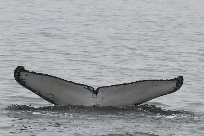 Южно-африканские приключения часть 2 20000 км (Намибия, Ботсвана, Замбия, Малави, Мозамбик) октябрь-декабрь 2025