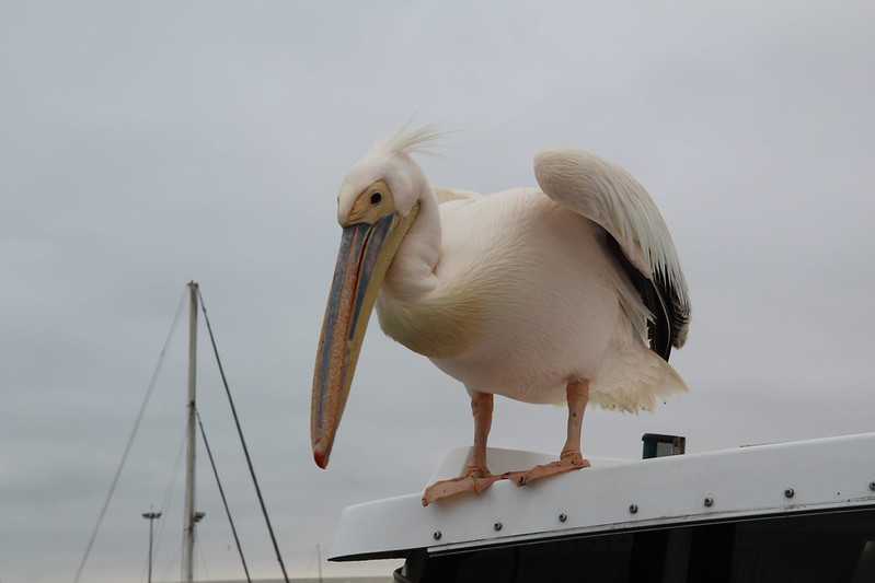 Южно-африканские приключения часть 2 20000 км (Намибия, Ботсвана, Замбия, Малави, Мозамбик) октябрь-декабрь 2025