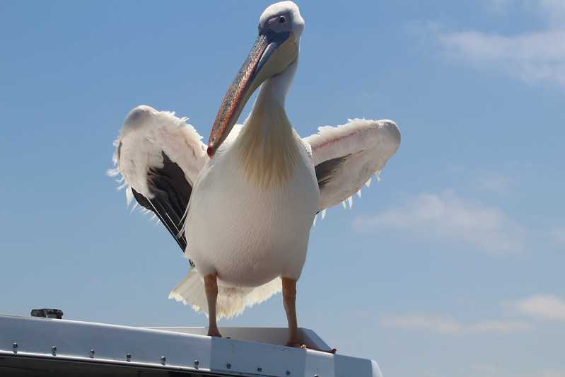 Южно-африканские приключения часть 2 20000 км (Намибия, Ботсвана, Замбия, Малави, Мозамбик) октябрь-декабрь 2025