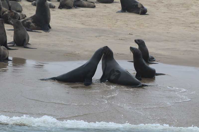 Южно-африканские приключения часть 2 20000 км (Намибия, Ботсвана, Замбия, Малави, Мозамбик) октябрь-декабрь 2025