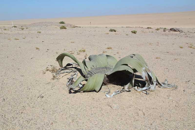 Южно-африканские приключения часть 2 20000 км (Намибия, Ботсвана, Замбия, Малави, Мозамбик) октябрь-декабрь 2025