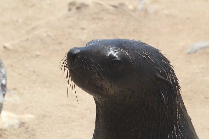 Южно-африканские приключения часть 2 20000 км (Намибия, Ботсвана, Замбия, Малави, Мозамбик) октябрь-декабрь 2025