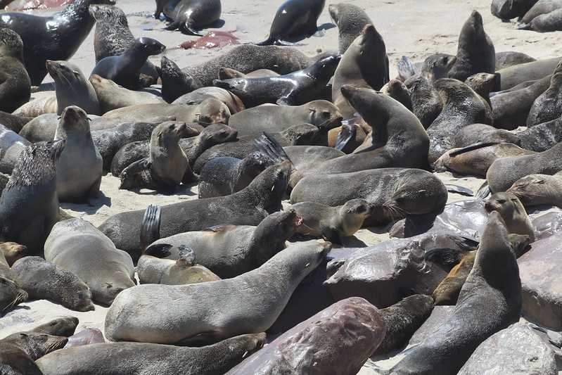 Южно-африканские приключения часть 2 20000 км (Намибия, Ботсвана, Замбия, Малави, Мозамбик) октябрь-декабрь 2025