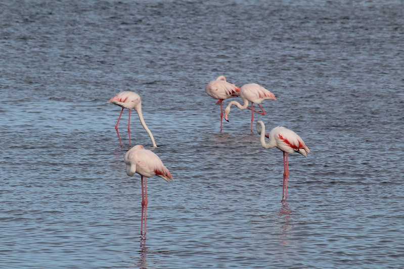 Южно-африканские приключения часть 2 20000 км (Намибия, Ботсвана, Замбия, Малави, Мозамбик) октябрь-декабрь 2025