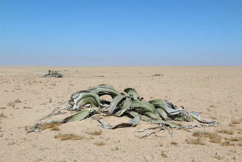 Южно-африканские приключения часть 2 20000 км (Намибия, Ботсвана, Замбия, Малави, Мозамбик) октябрь-декабрь 2025