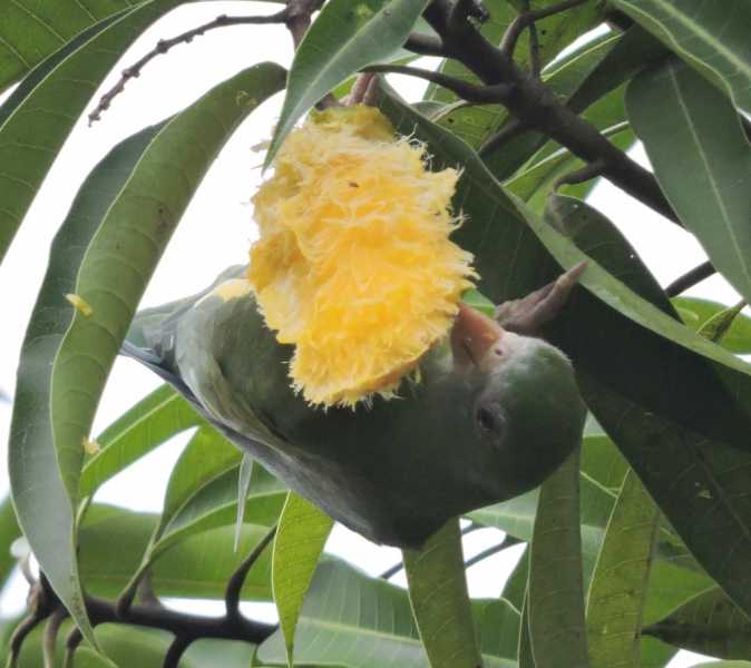 Перу, в натуре! Крайний север, декабрь 2025 – январь 2026