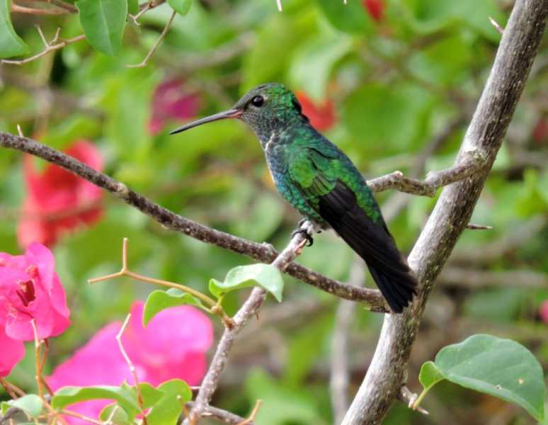 Перу, в натуре! Крайний север, декабрь 2025 – январь 2026