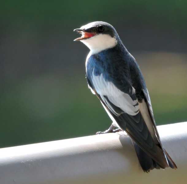 Перу, в натуре! Крайний север, декабрь 2025 – январь 2026