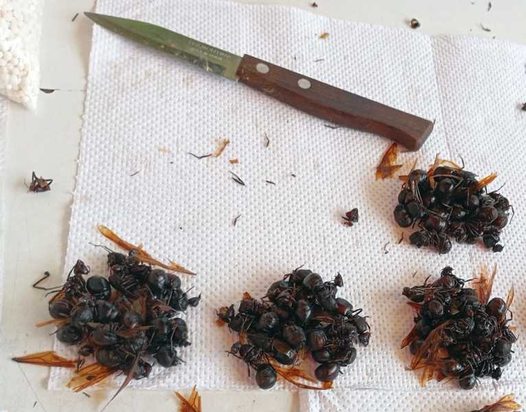 Перу, в натуре! Крайний север, декабрь 2025 – январь 2026