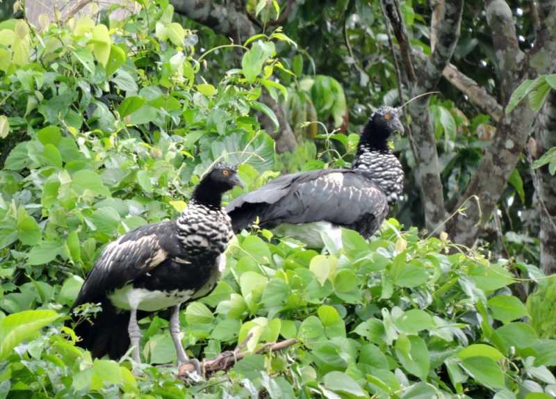 Перу, в натуре! Крайний север, декабрь 2025 – январь 2026