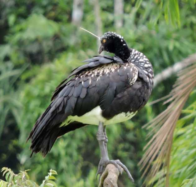 Перу, в натуре! Крайний север, декабрь 2025 – январь 2026