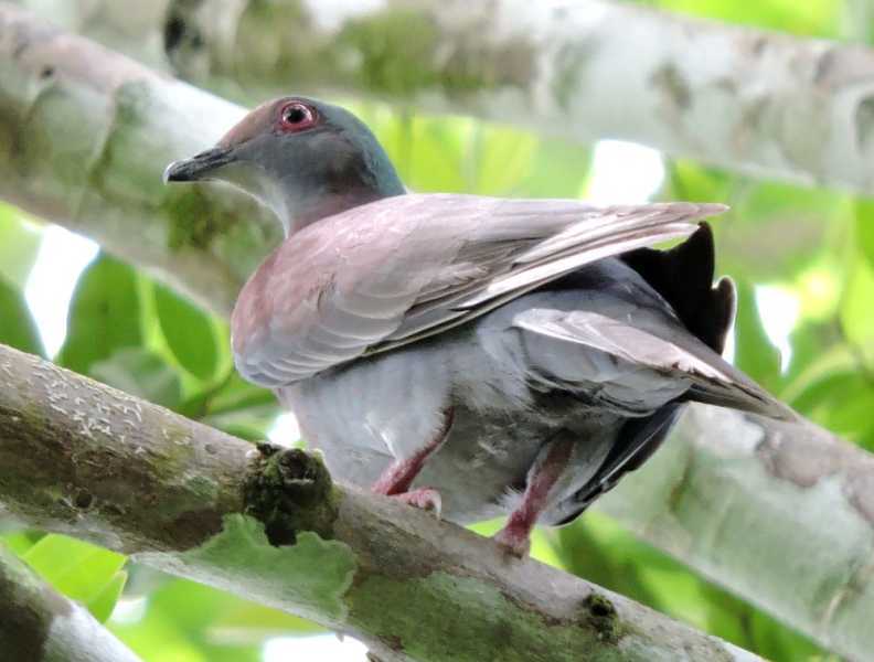 Перу, в натуре! Крайний север, декабрь 2025 – январь 2026