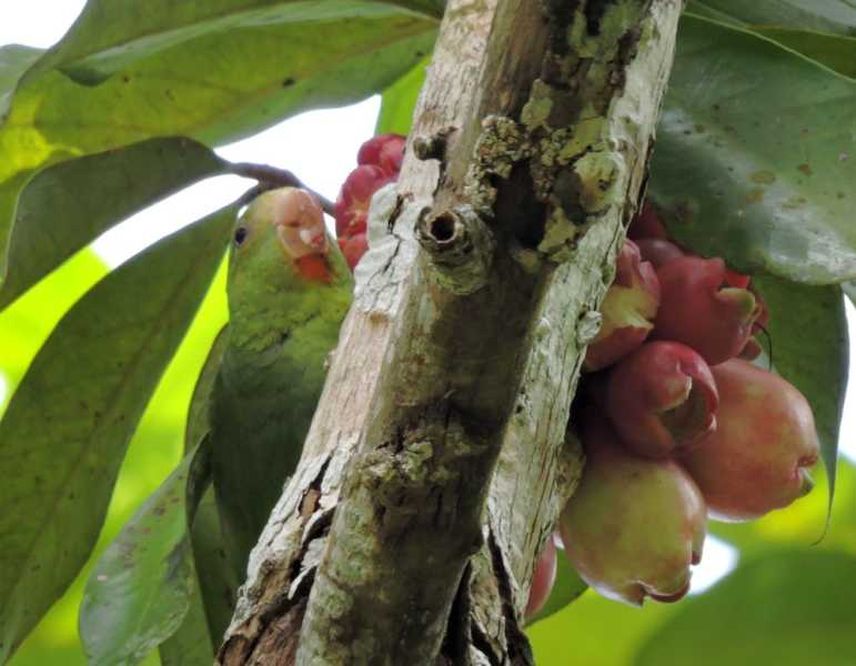 Перу, в натуре! Крайний север, декабрь 2025 – январь 2026