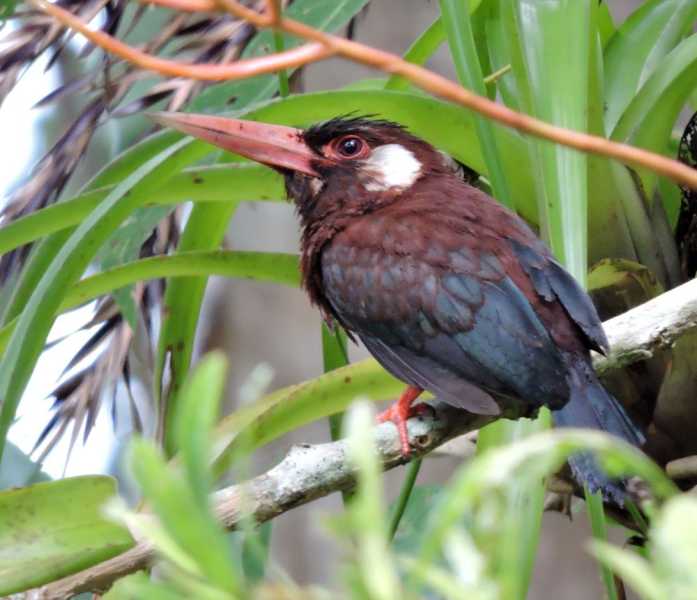 Перу, в натуре! Крайний север, декабрь 2025 – январь 2026