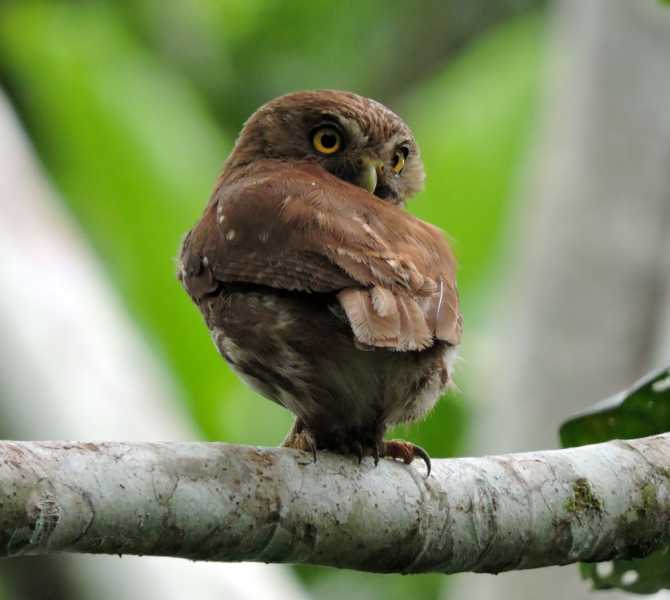 Перу, в натуре! Крайний север, декабрь 2025 – январь 2026