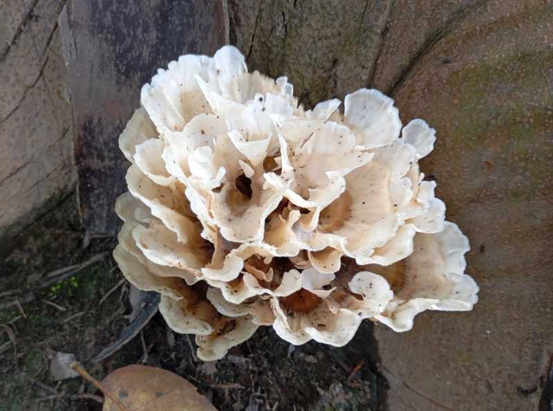 Перу, в натуре! Крайний север, декабрь 2025 – январь 2026